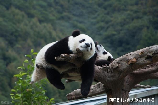 跟团游成都纯玩游需要多少钱详细攻略九游会j9ag去四川旅游5天4晚(图3)